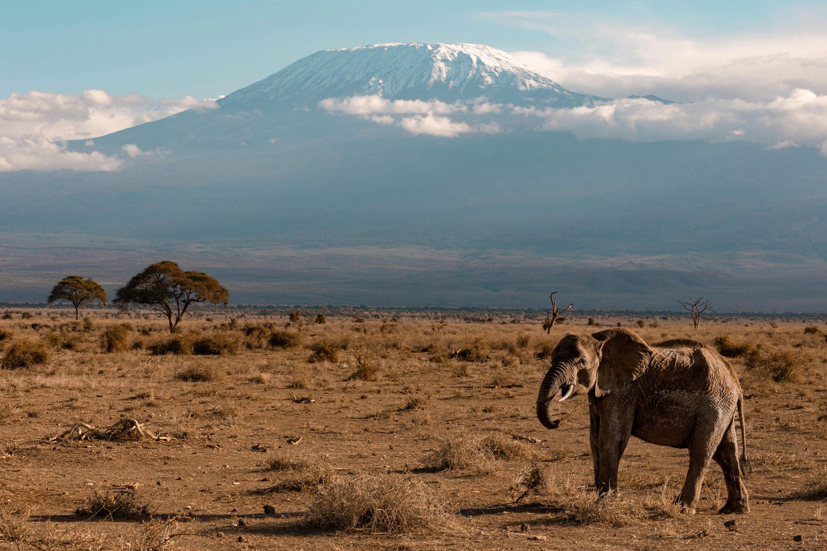 Plan Your Safari